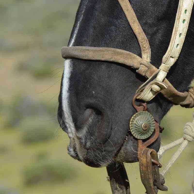 cabalgatas1