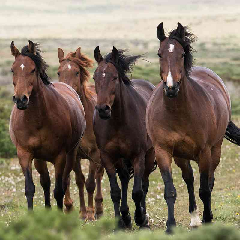cabalgatas3